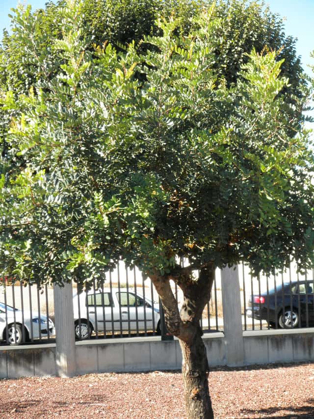 Alfarrobeira