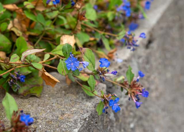 Plumbago-rasteiro