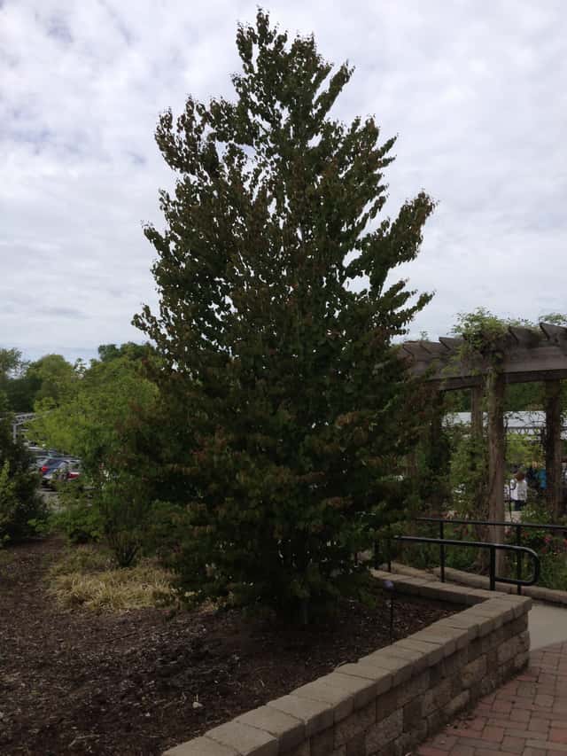 Árbol de Katsura