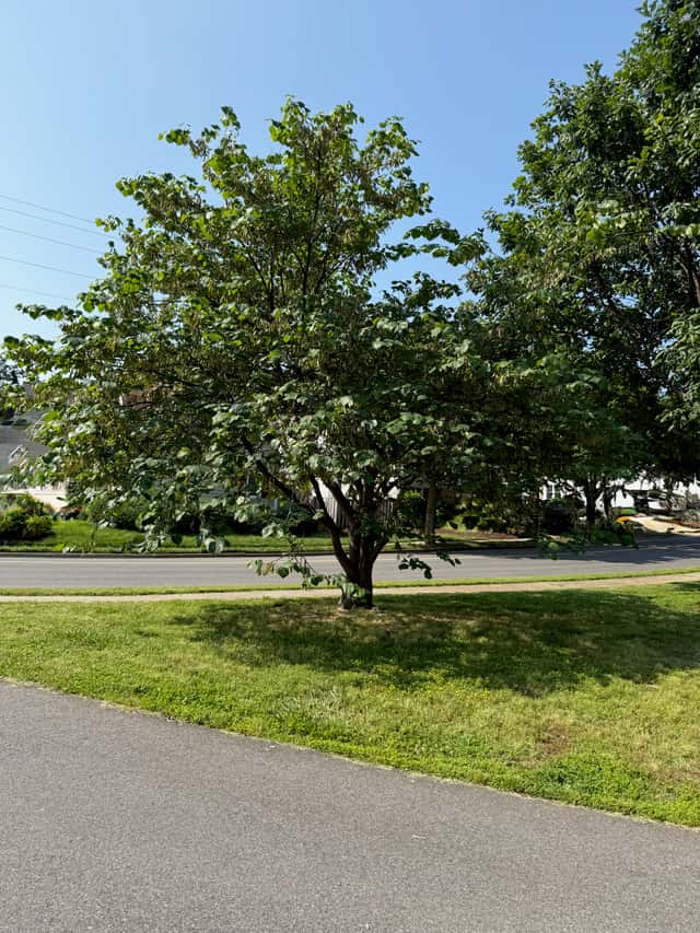 Eastern Redbud