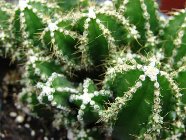 Giant Peruvian Cereus