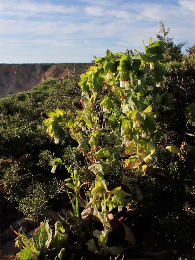 honeywort