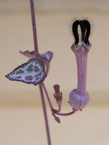 Rosary Vine