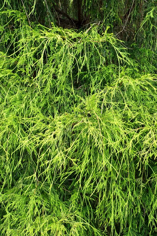 Falso-cipreste-dourado