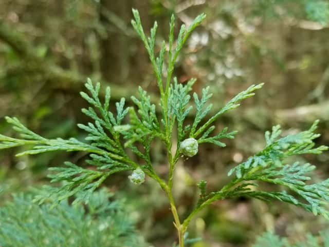 Atlantic White Cedar
