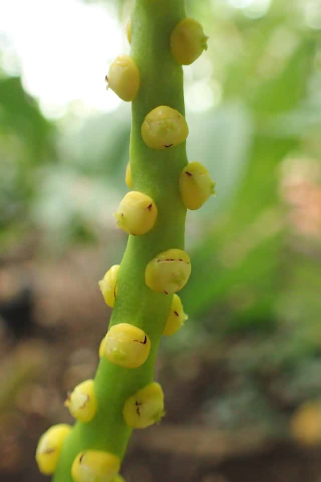 Pacaya Palm