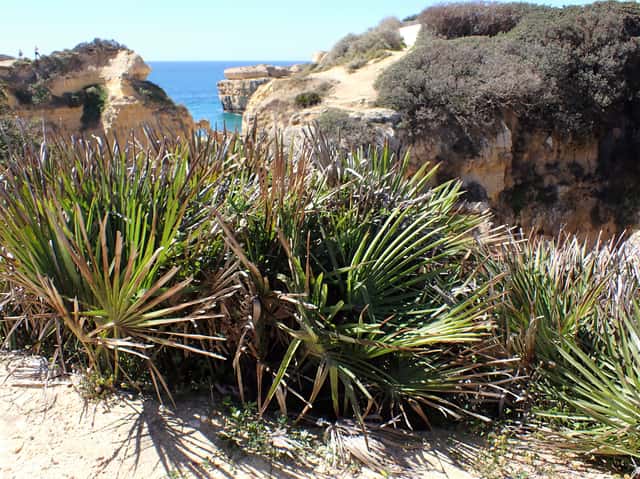 Palmeira-anã