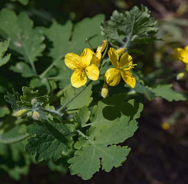 Greater celandine