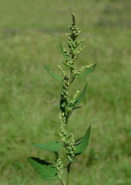 Goosefoot