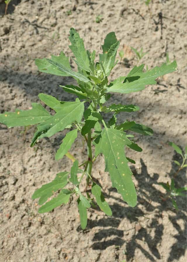 Fig-leaved Goosefoot