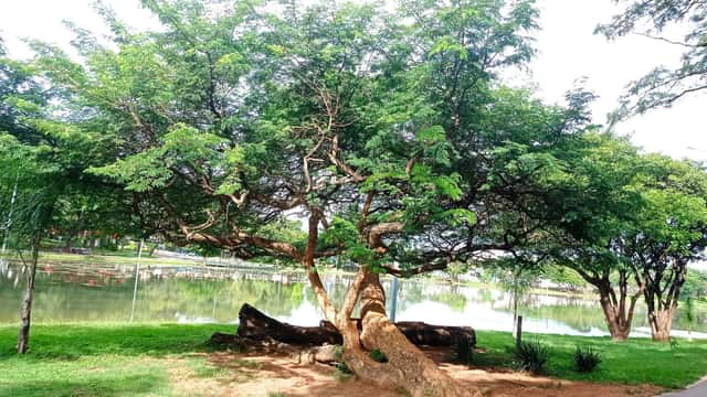 Brazilian Rain Tree
