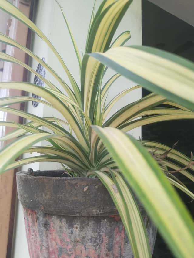 Clorofito / Gravatinha (gênero)