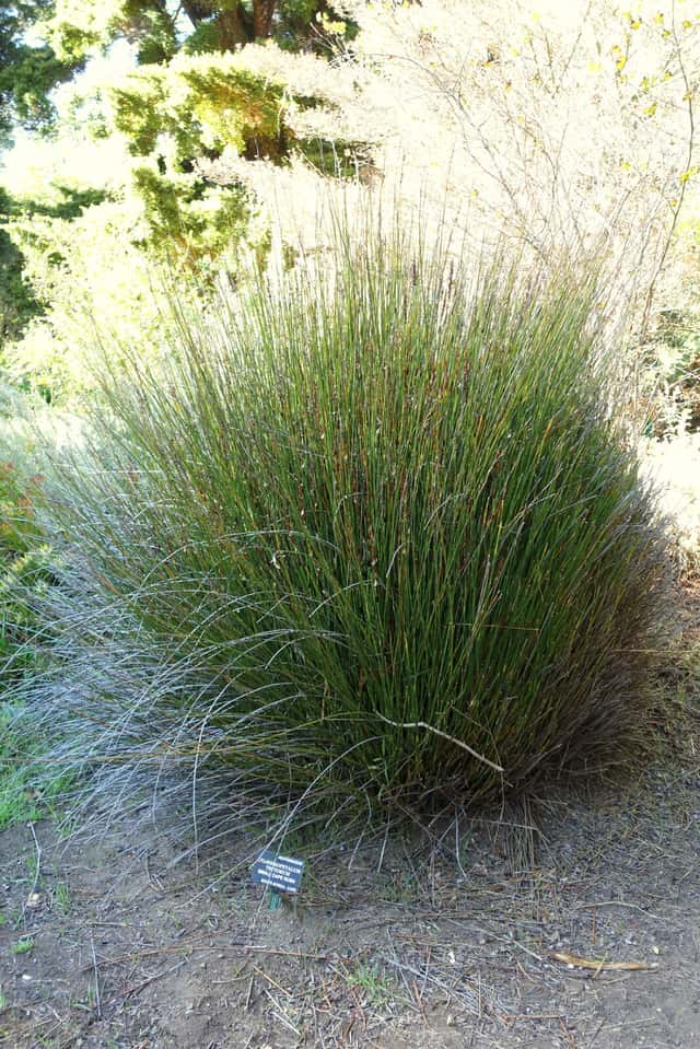 Cape Thatching Reed