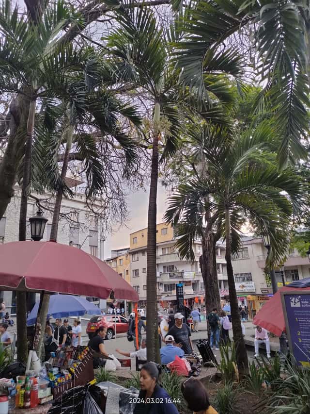 Palmeira-areca