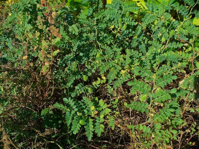 Auna zirnis