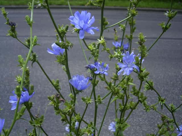 Chicory