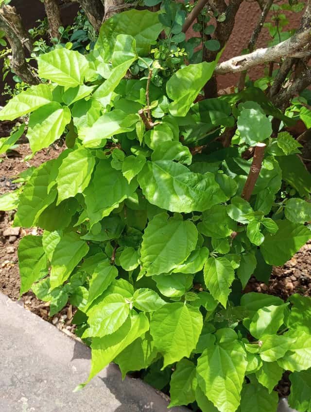 Kangaroo Vine