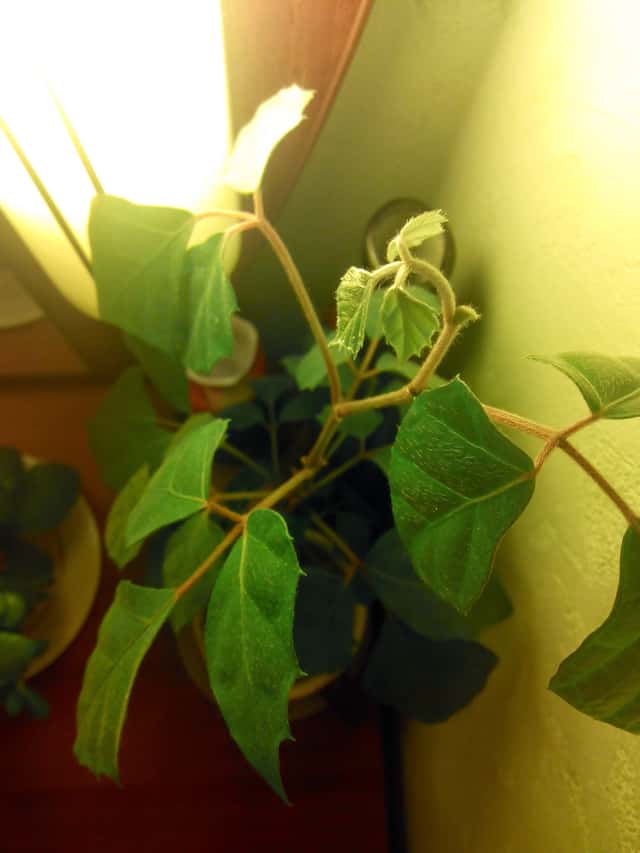 Parreira-de-interior