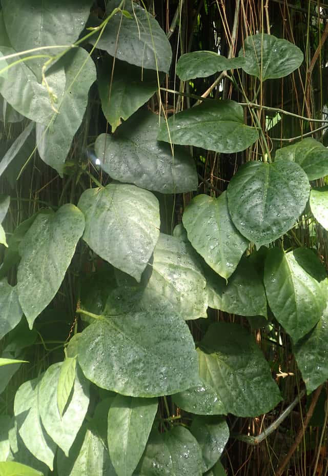 Seasonvine