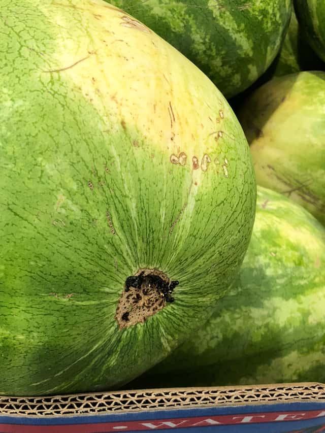 Melancia