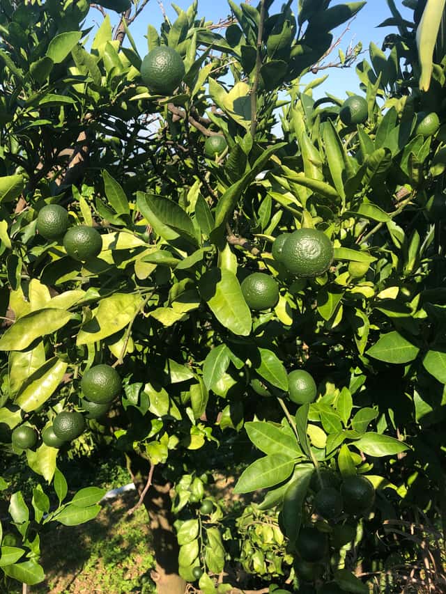 Key Lime