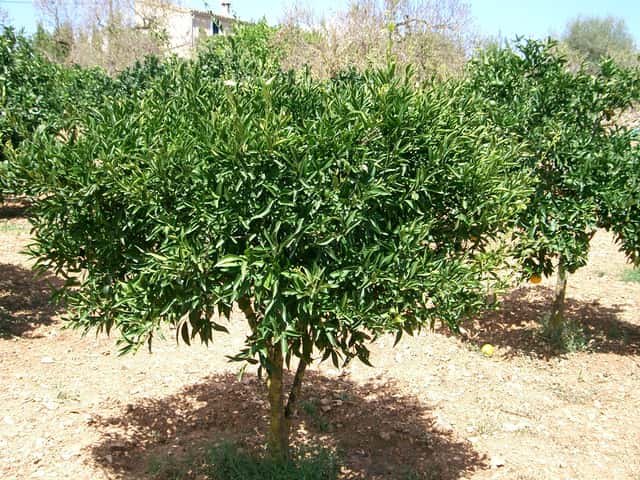 Willowleaf Mandarin