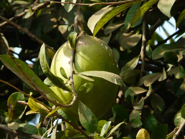 Pomelo