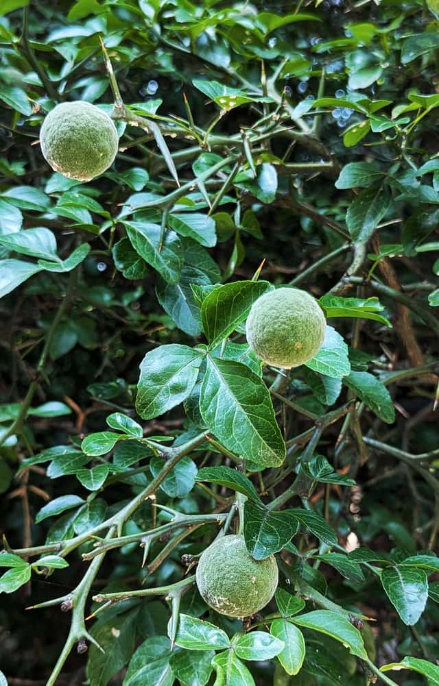Laranjeira-trifoliada