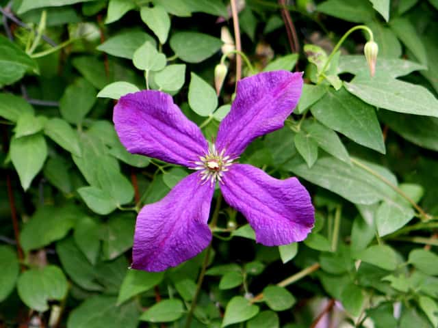 Clematis