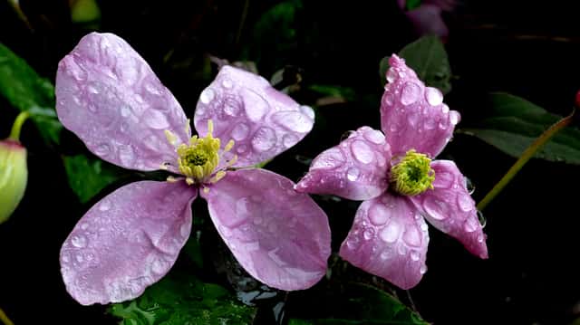 Anemone Clematis