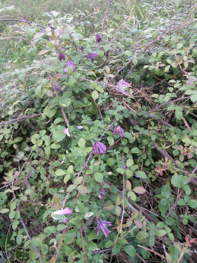 Italian Clematis