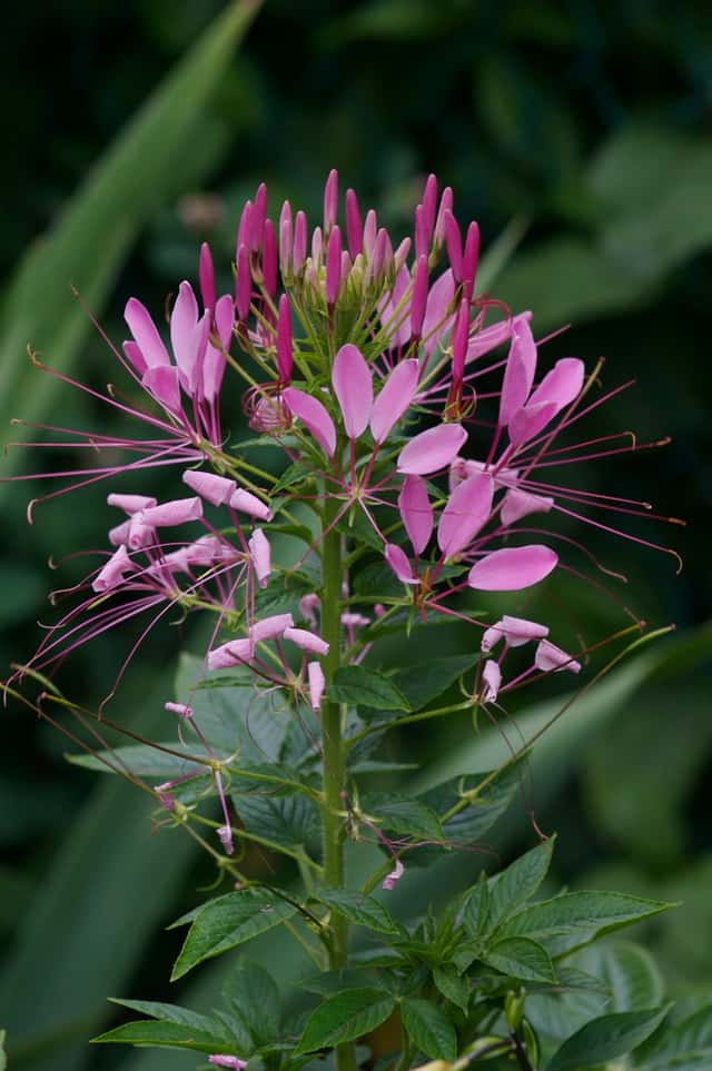 Cleome