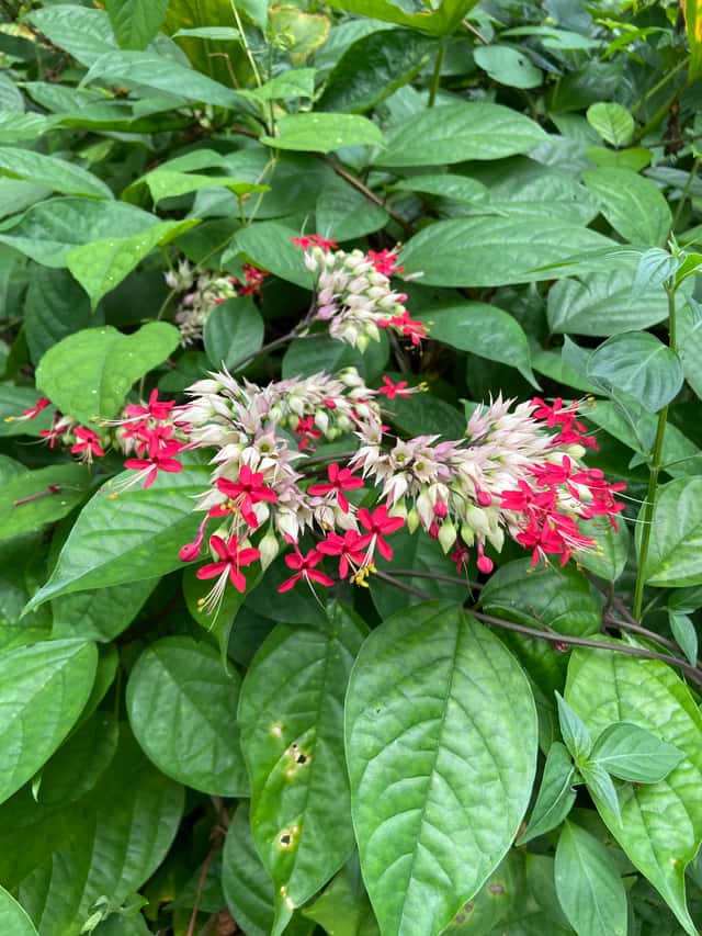 Clerodendro (gênero)