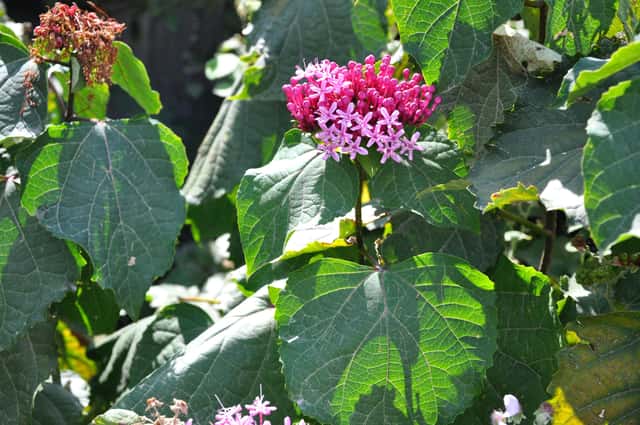 Clerodendro-de-Bungei