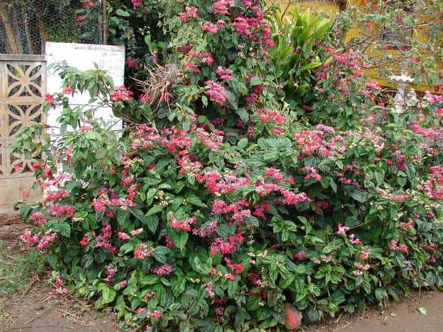 Red Bleeding Heart Vine