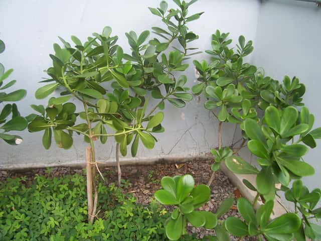 Clúsia