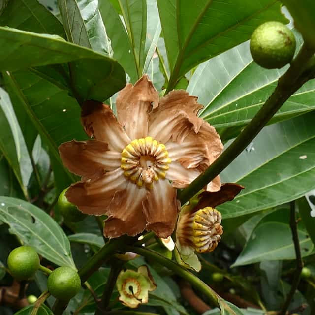 Clusia de flor grande