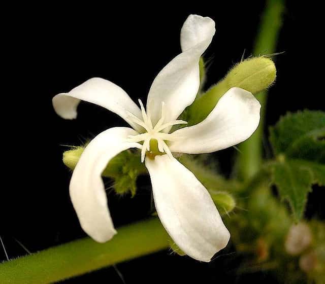 Bull Nettle