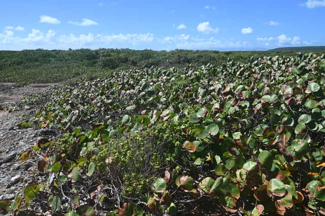 Uva-de-praia