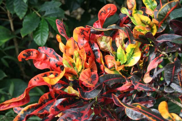 Garden Croton