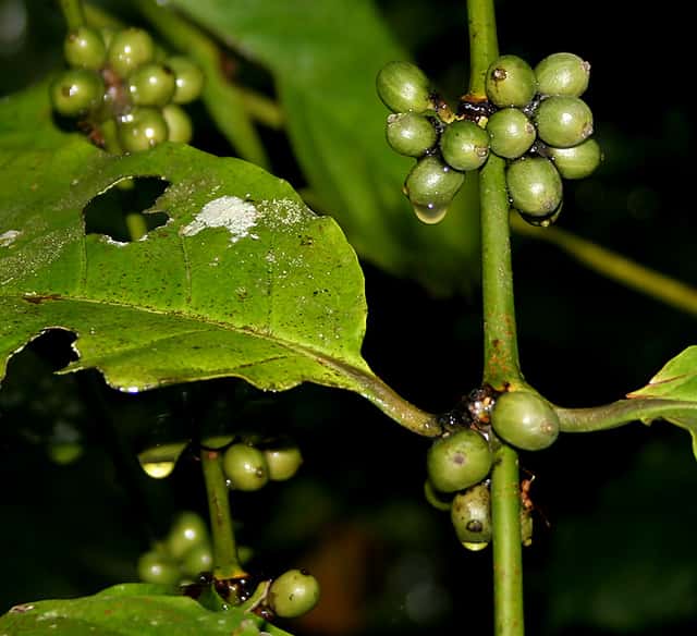 Robusta Coffee