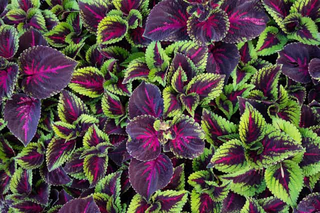 Coleus (género)