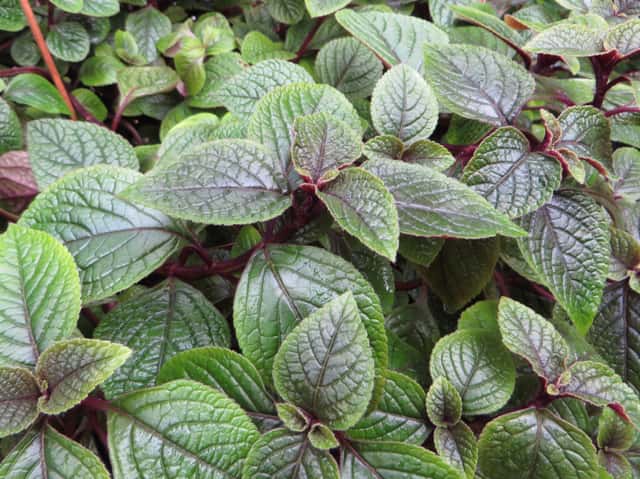 Coleus rastrero