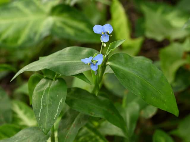 Climbing Dayflower