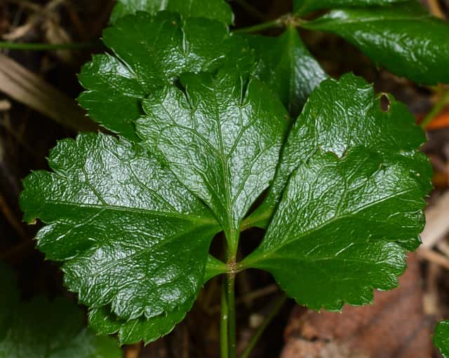 Coptis-trifolia