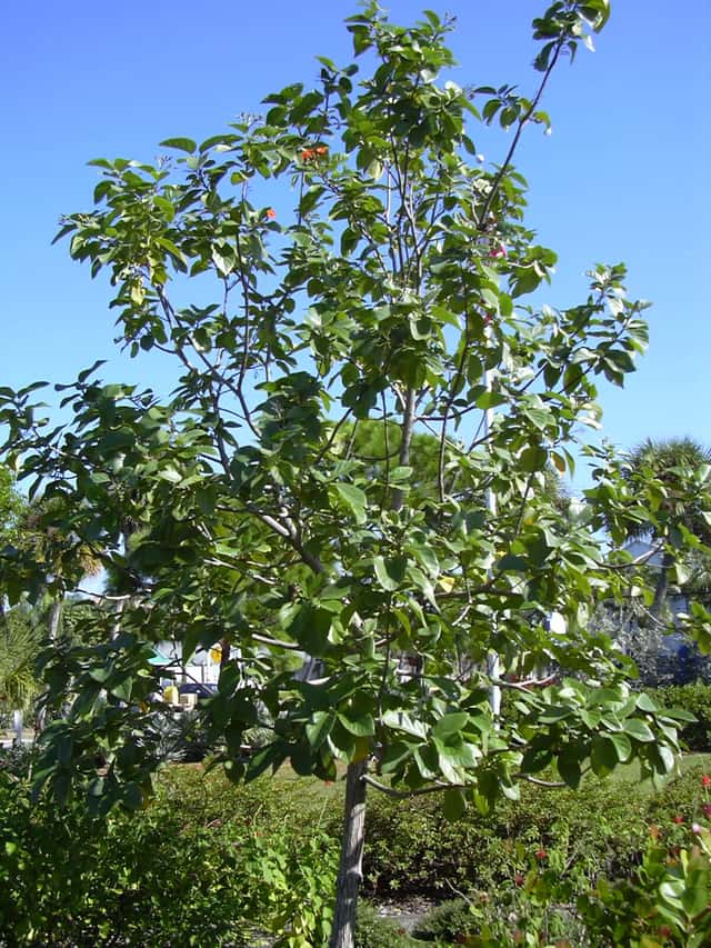 Kordia