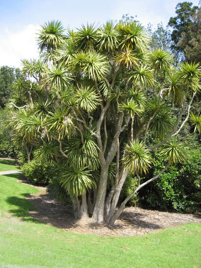 Cordilina australiana