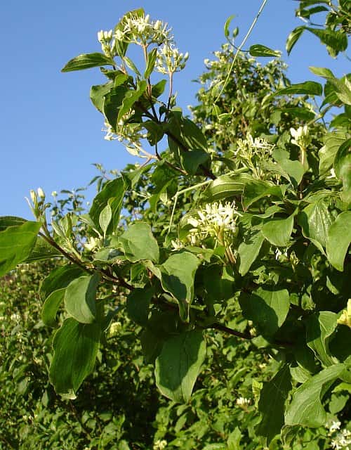 Cornejo