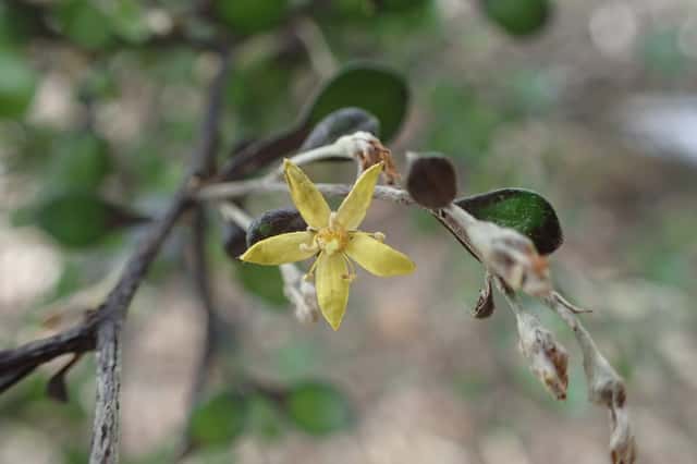 Corokia