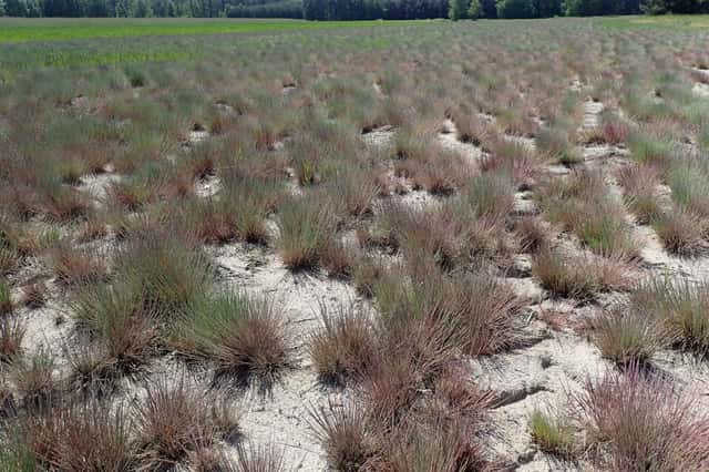 grey hair-grass